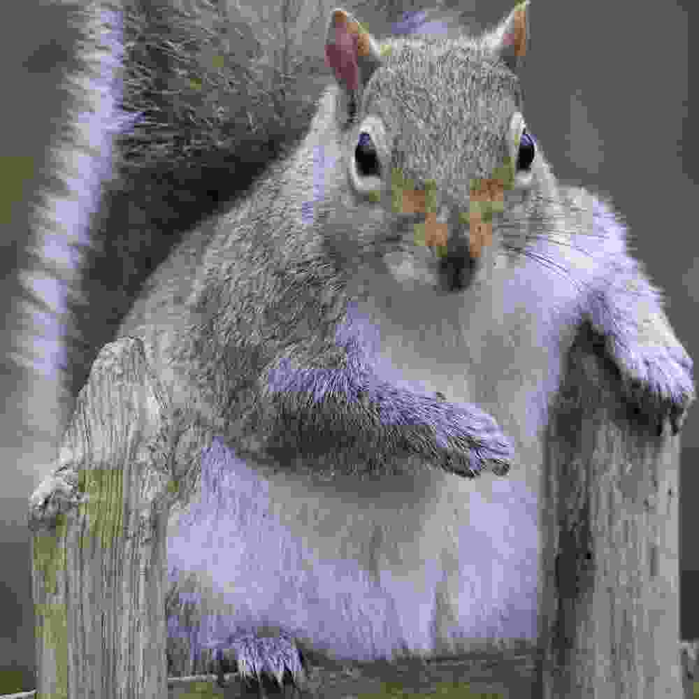 A very low-quality close-up of a gray squirrel sitting on a wooden fence.